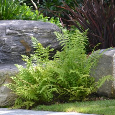 Green-Art-Bruyère décorative