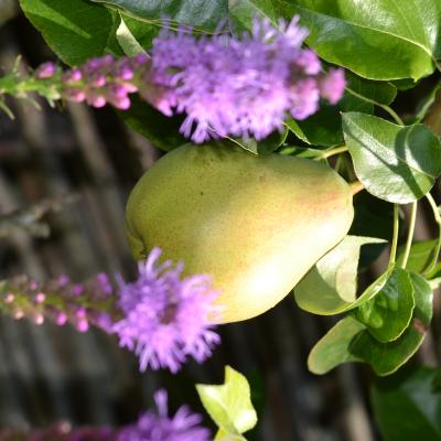 Green-Art-Fruits bio maison
